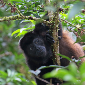 Costa Rica - Wie passeert hier mijn pad?