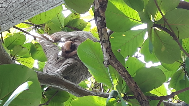 Panama - Luiaard en baby, bijzonder!