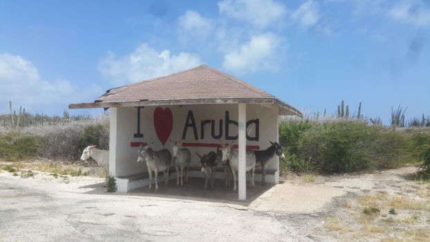 Aruba - Donkey’s