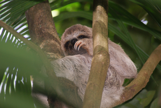 Manuel Antonio National Park - Oogcontact