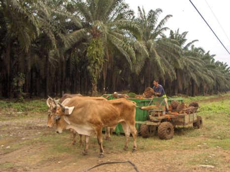 Costa Rica - Palmolie oogst