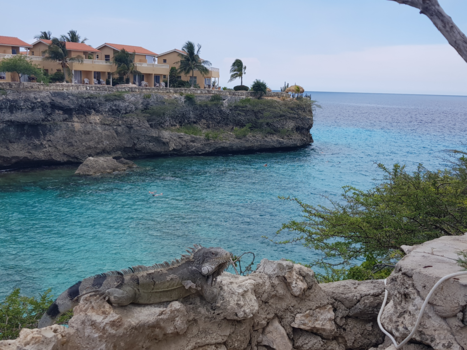 Curaçao - Leguaan aan het strand