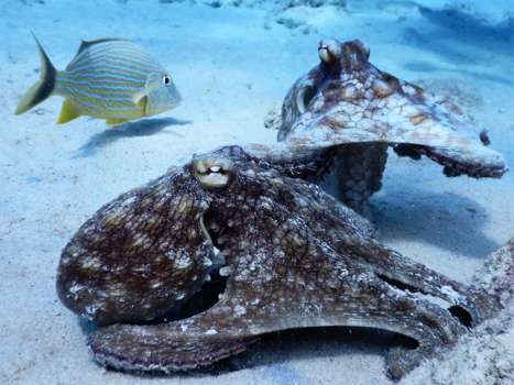 Bonaire - voyeur bij parende octopussen