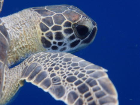 Bonaire - Samen genieten #bonaire