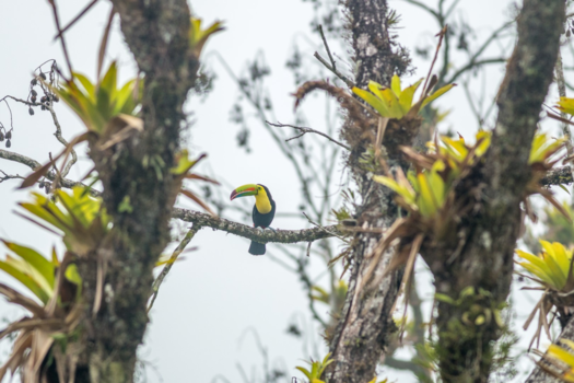 Costa Rica - Toekan in het woud
