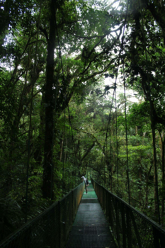 Costa Rica - Monteverde cloudforest