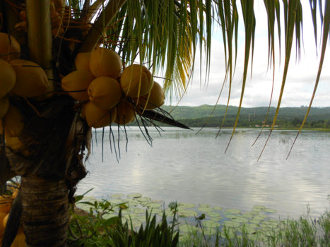 Antigua - kokosnoten met uitzicht