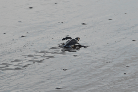 Costa Rica - Net uit het ei, op weg naar de zee.