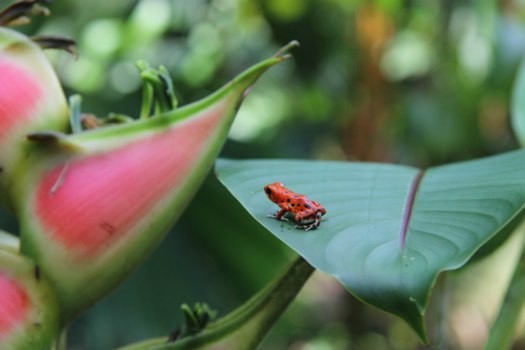 Panama - Red frog
