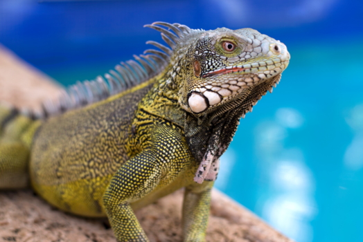 Curaçao - Hello there