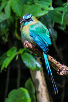 Nicaragua - De Mot Mot