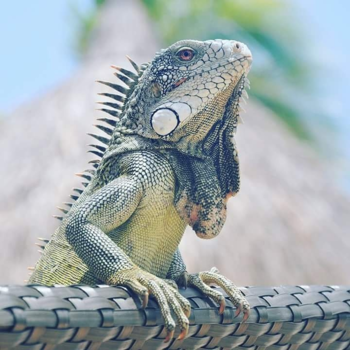 Curaçao - Mr. Yuana