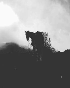 Pacaya Vulkaan - Volcan pacaya