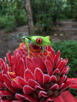 Rondreis hoogtepunten Costa Rica - Roodoogmakikikker /Agalychnis callidryas; Frogs Heaven Wildflife Refugie: Sarapiqui