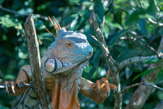 Costa Rica - Lizard