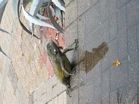 Willemstad - Vriendelijk bezoek