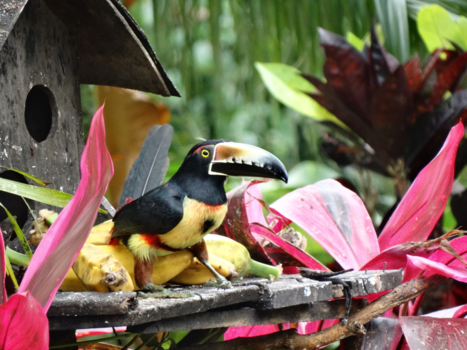 Vulkaan Arenal - Wauw, dit is Costa Rica!