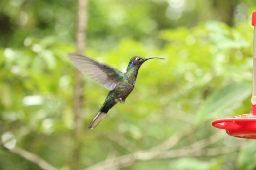 Rondreis Costa Rica en Panama - Kolibrie