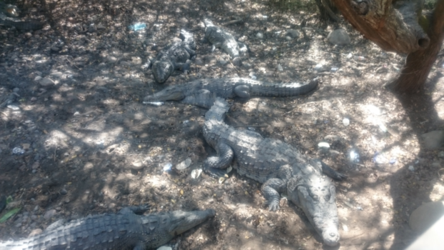 Mexico - Crocodil