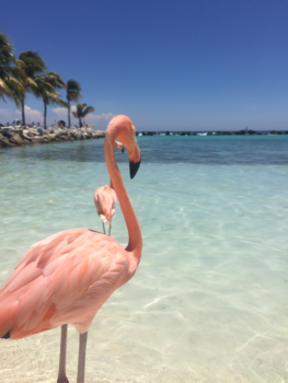 Aruba - Flamingo beach Aruba