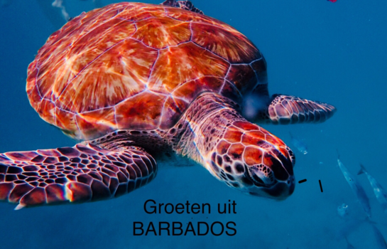 Barbados - Schoonheid onder water
