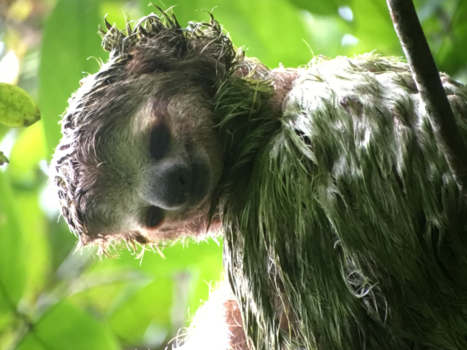 Rondreis Noord-Costa Rica - Sleeping sloth