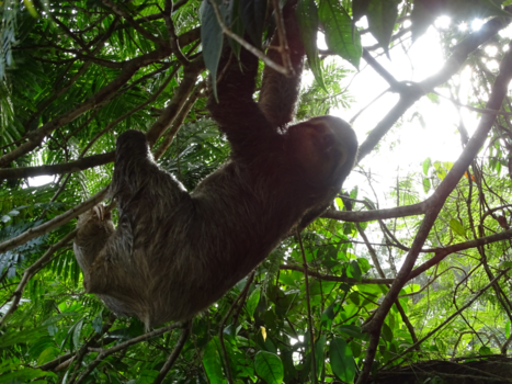 Rondreis Costa Rica en Panama - Hello there