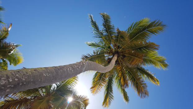 Punta Cana - Beach, Sun & Palmtrees