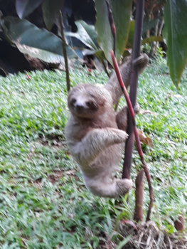 Rondreis Caribische kust Costa Rica - Zo dichtbij...zo bijzonder !!