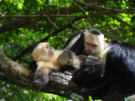 Rondreis Caribische kust Costa Rica - Gelijk een mens😉