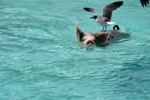 Bahama's - Swimming pigs