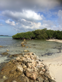 Aruba - Mangrove: Mangel Halto