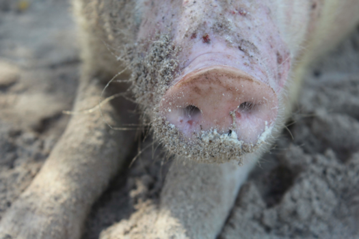 Bahama's - Pig beach @Bahama's