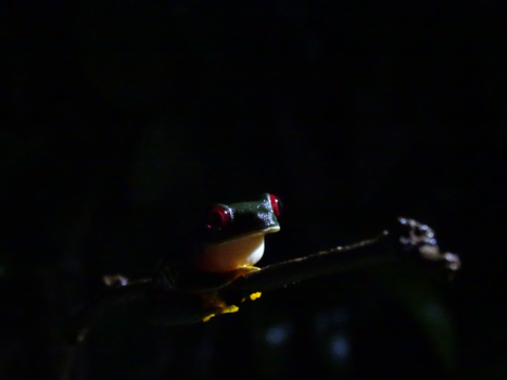 Costa Rica - Roodoogmakikikker in de nacht
