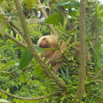 Costa Rica - Natuurlijk costa rica