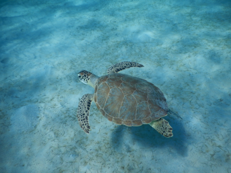 Curaçao - Beste stage ooit.