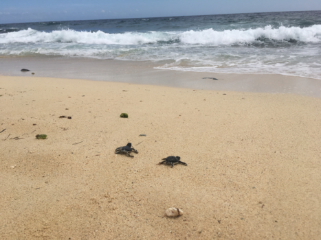 Curaçao - Baby schildpadden op Klein Curaçao