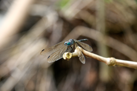 Rondreis Noord-Costa Rica - bij de zee