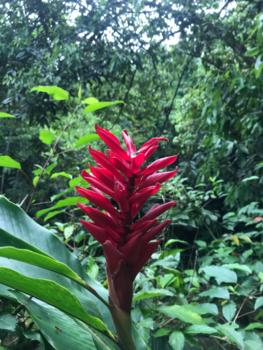 Ocho Rios - Ginger Lily in Ocho Rios - Jamaica