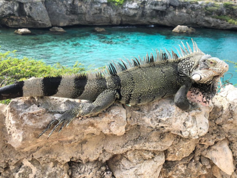 Curaçao - Leguanen