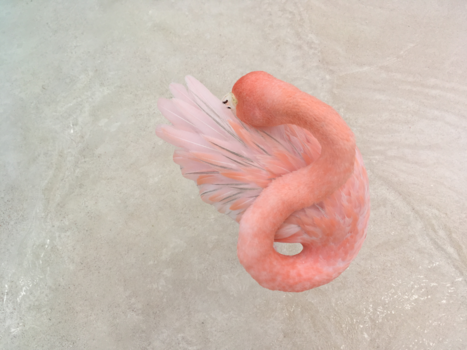 Aruba - Sereen, eenvoud en rust