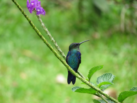 Costa Rica - Sta ik er goed op?