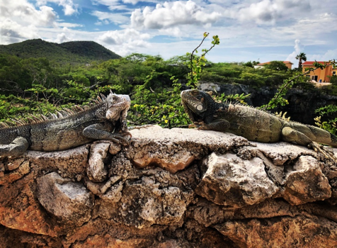 Curaçao - Made some new friends.