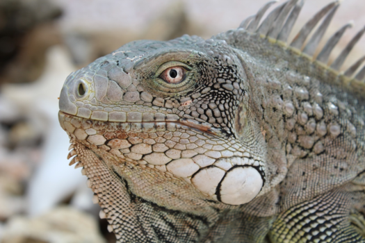 Bonaire - Hallo jij daar!