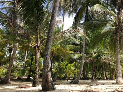 San Blas - Palm Tree Oasis on The San Blas islands, Panama