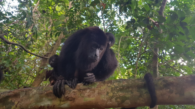 Belize - Baboon aapje met dochter een pleegzoon