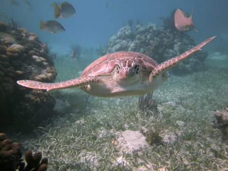 Belize Cayes - Flying turtle!