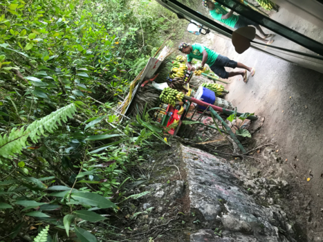 Ocho Rios - Bananenkraampje midden in de jungle