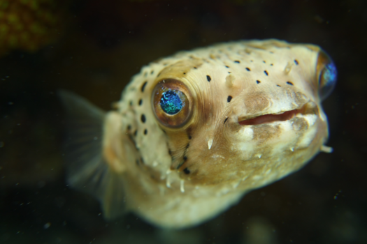 Bonaire - Diodon holocanthus