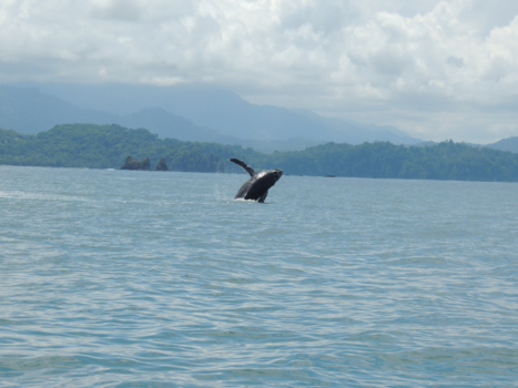 Costa Rica - Zo ontzettend mooi dat deze vriend ons kwam verwelkomen op het water!
